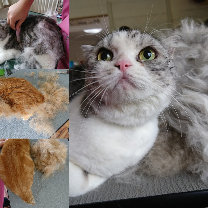 スコティッシュのチャミちゃん&チャオちゃん シャンプーコース お爪切り お耳掃除