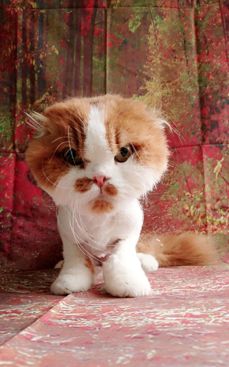 スコティッシュのらんまるちゃん トリミングコース