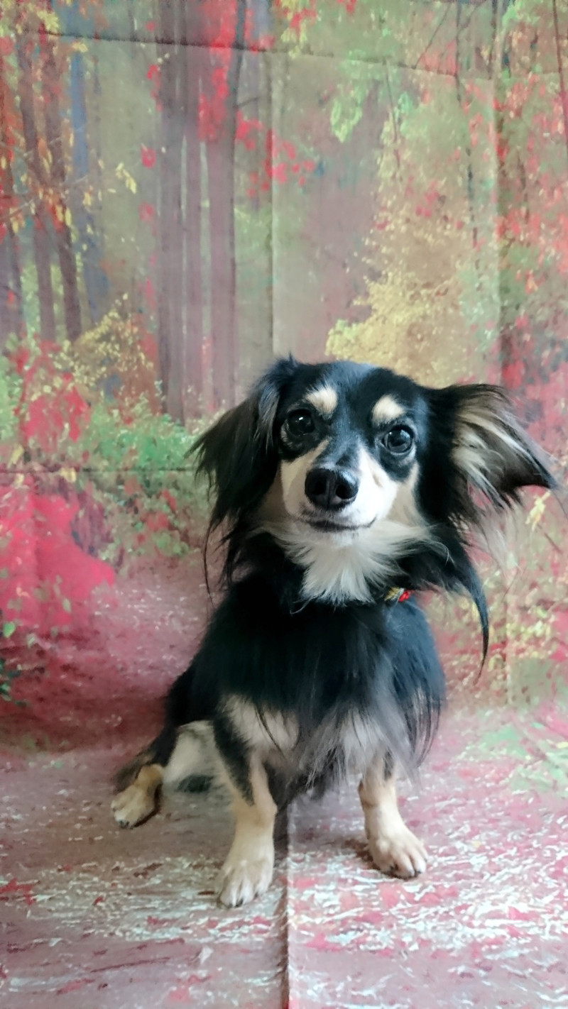 チワワ×ダックスのテンちゃん&マンチカンのサクラちゃん&アメショーのココちゃん グルーミングコース お泊まりの様子