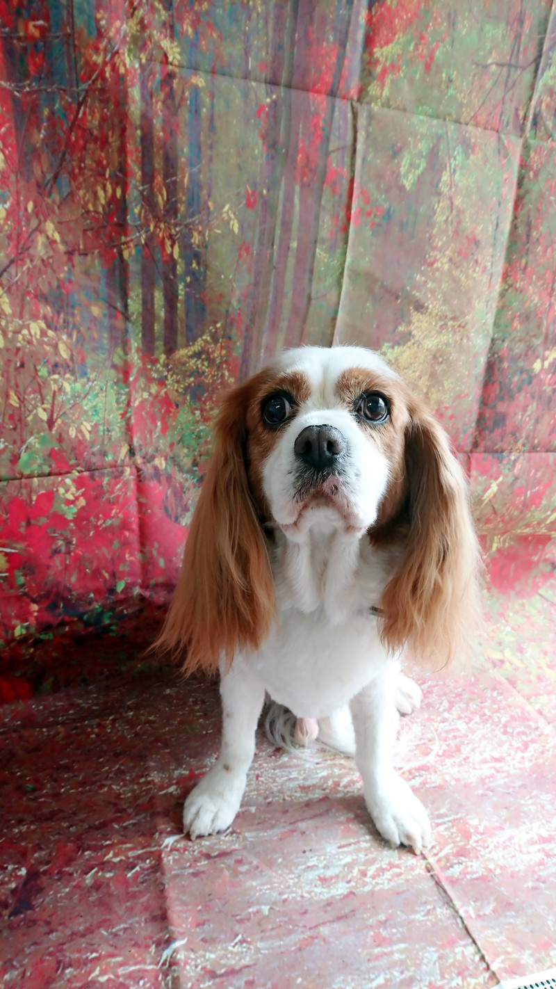 キャバリアのフレットちゃん グルーミングコース 下回りカット