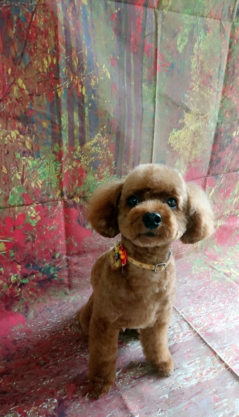 プードルのそらちゃん トリミングコース