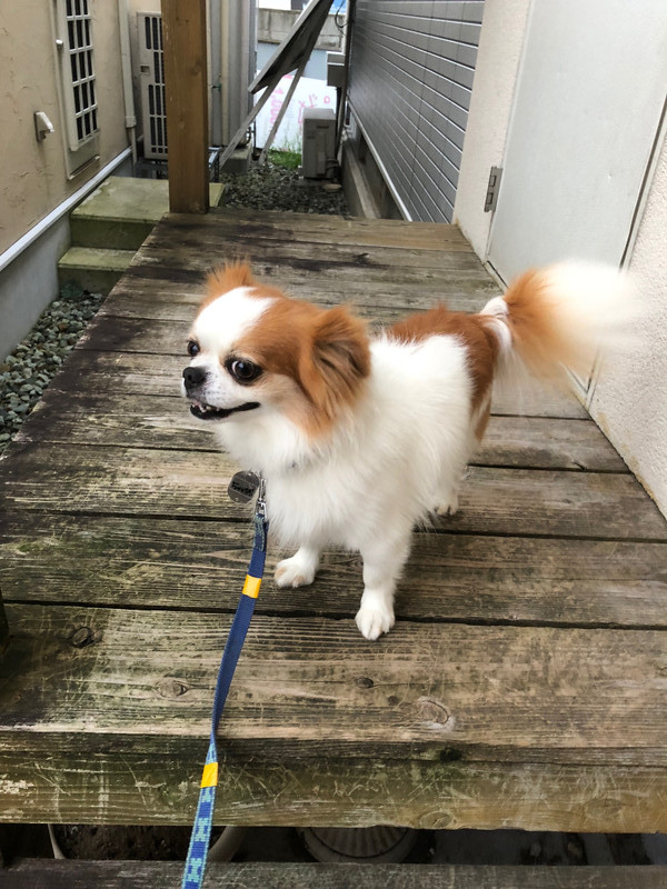 MIX ちゃっぴぃちゃん お泊まりの様子