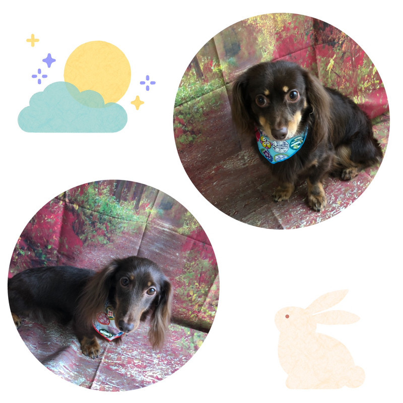 ダックスフンドMIX にこるちゃんれおんちゃん グルーミングコース