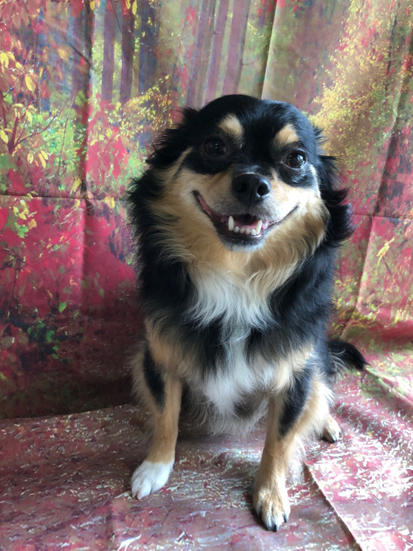 チワワ ローちゃん グルーミングコース