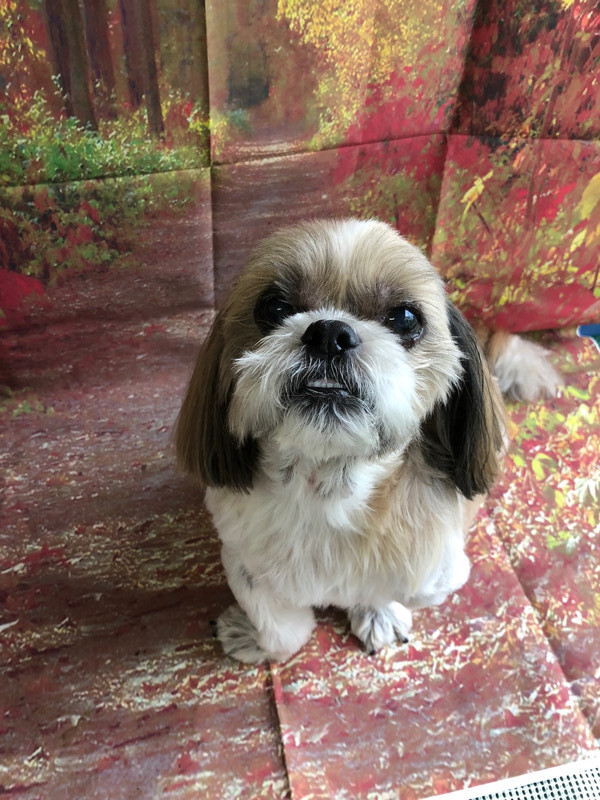 シーズー クーちゃん シャンプーコース