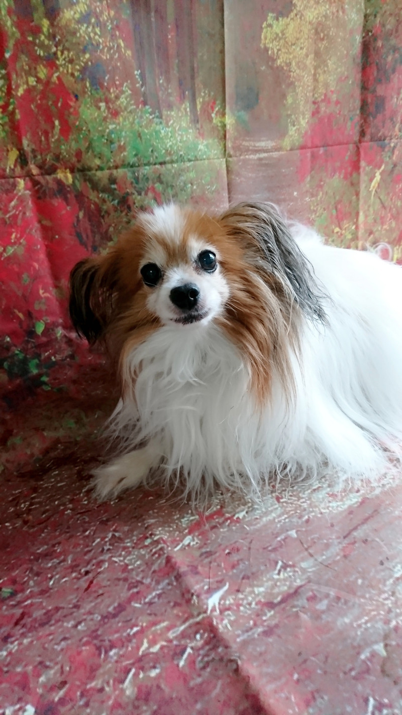 パピヨンのラムネちゃん 肛門腺絞り