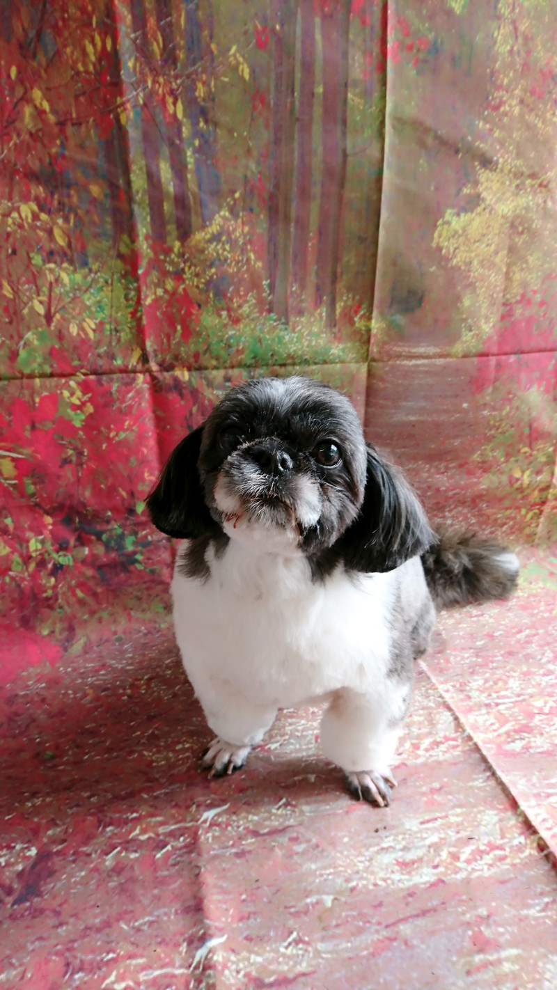 シーズーのナナちゃん トリミングコース