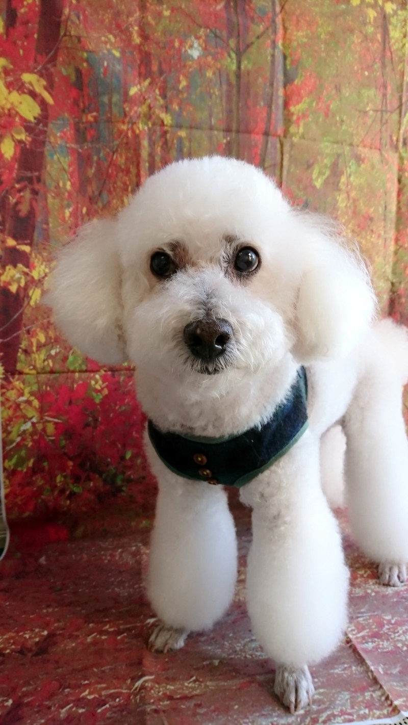 プードルのモコちゃん シャンプーコース デンタル