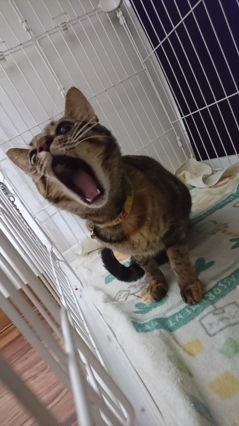 狆の小梅ちゃん&猫のそばちゃん&しおちゃん お泊まりの様子