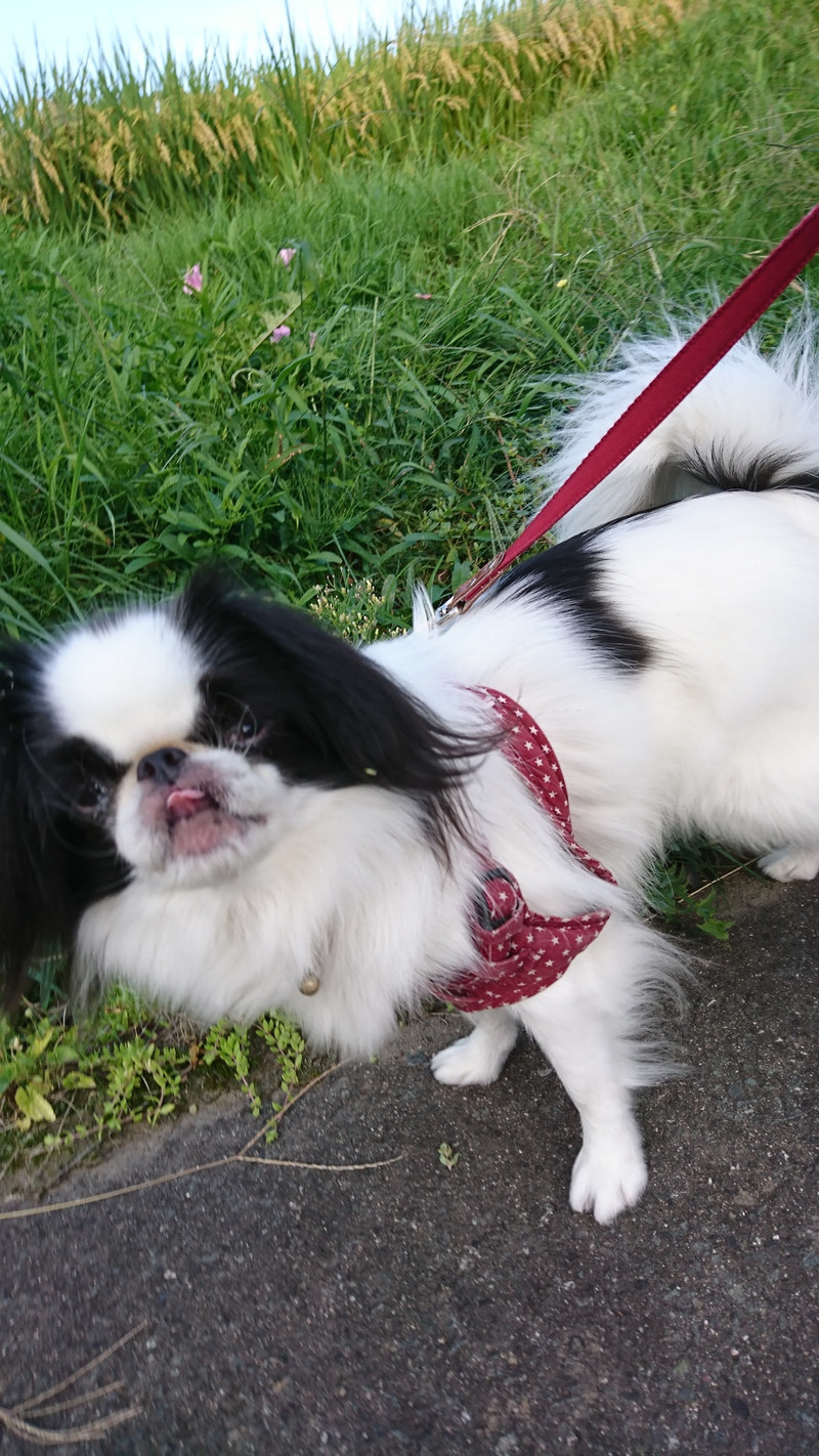 狆の小梅ちゃん&猫のそばちゃん&しおちゃん お泊まりの様子