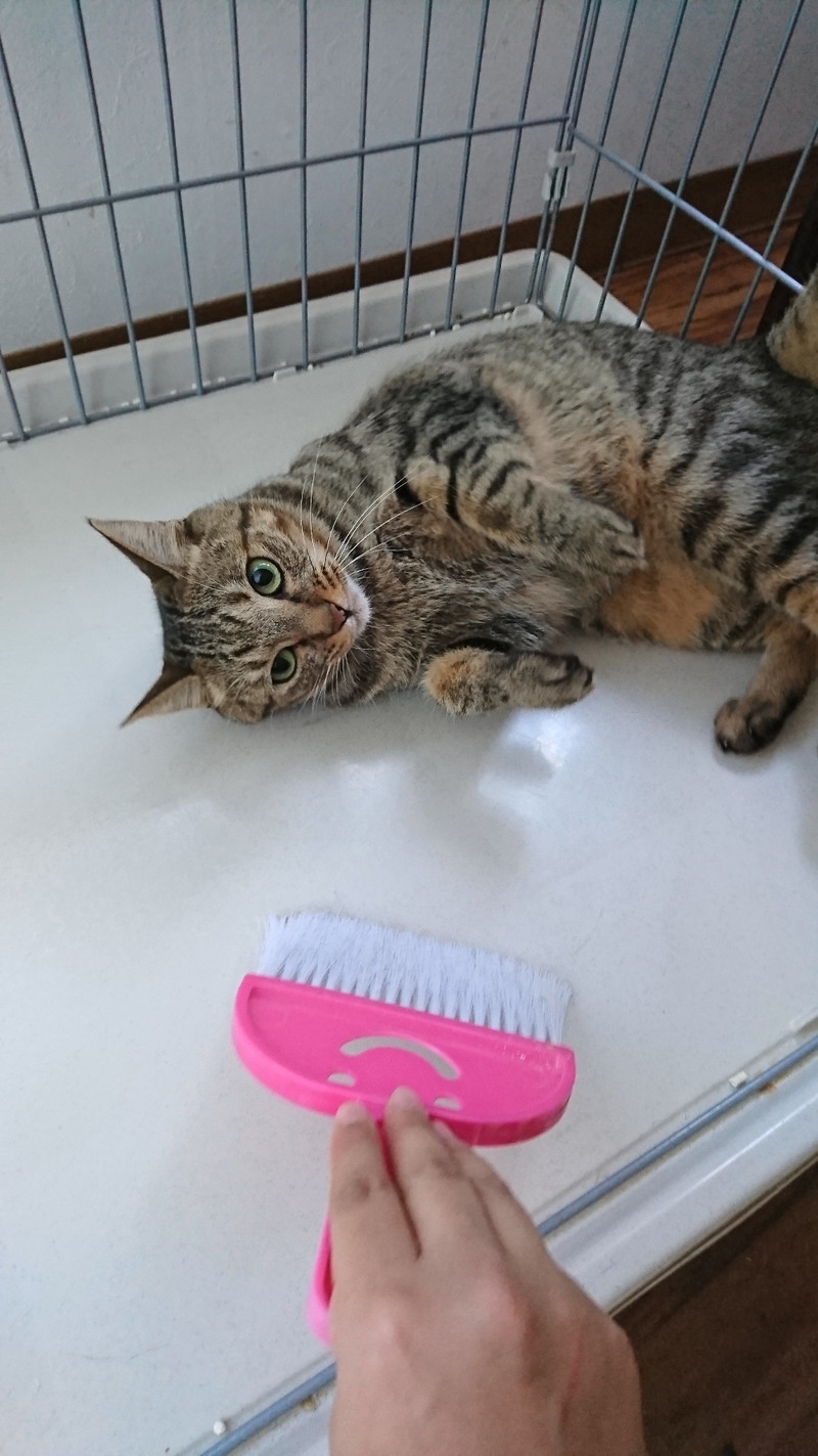 狆の小梅ちゃん&猫のそばちゃん&しおちゃん お泊まりの様子