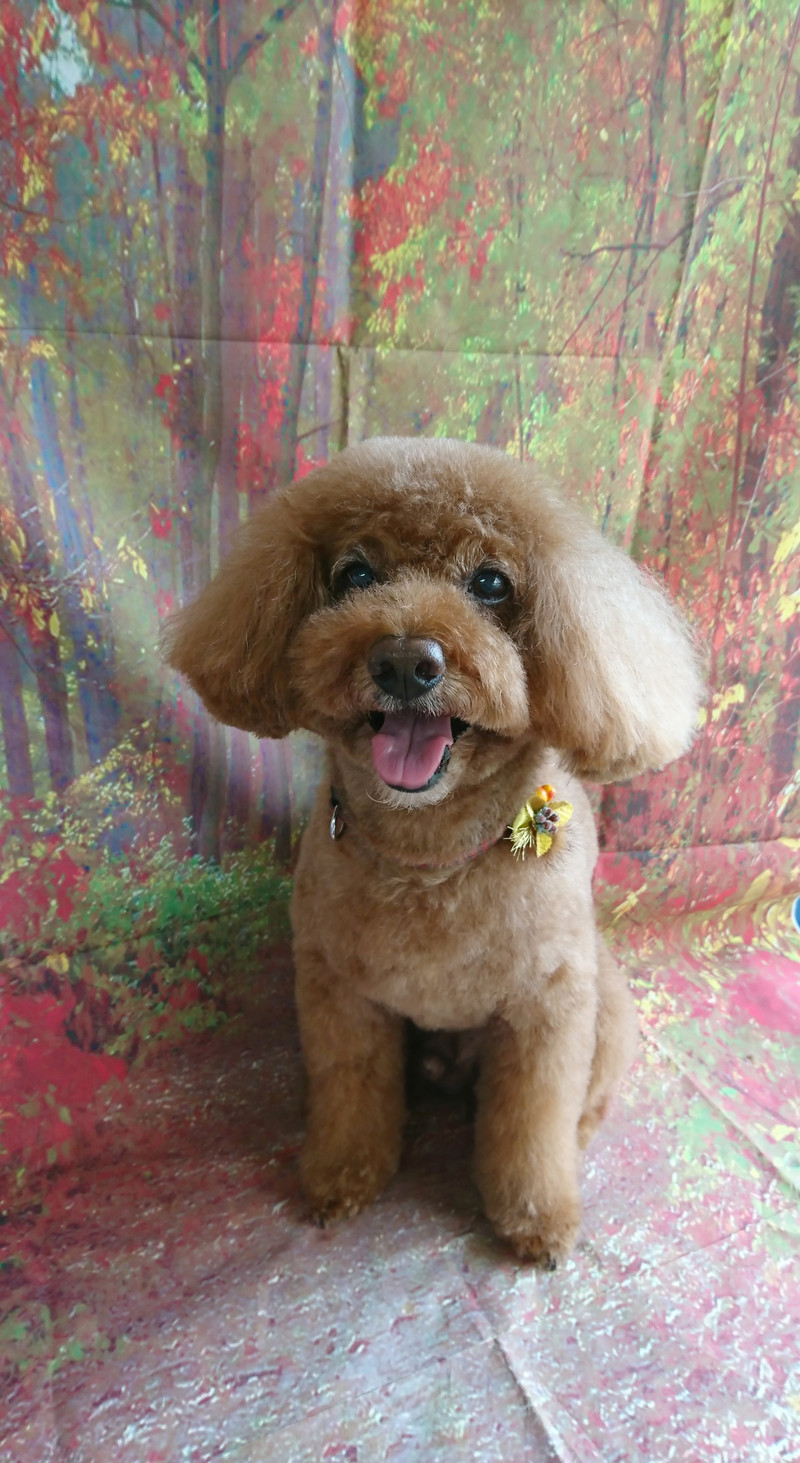 プードルのメイプルちゃん トリミングコース