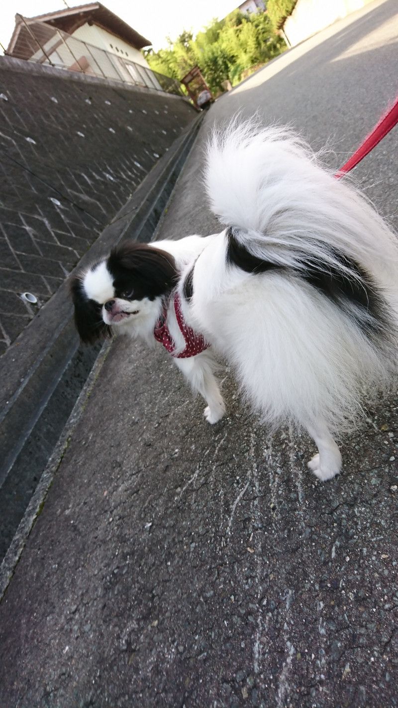 狆の小梅ちゃん&猫のそばちゃん&しおちゃん お泊まりの様子