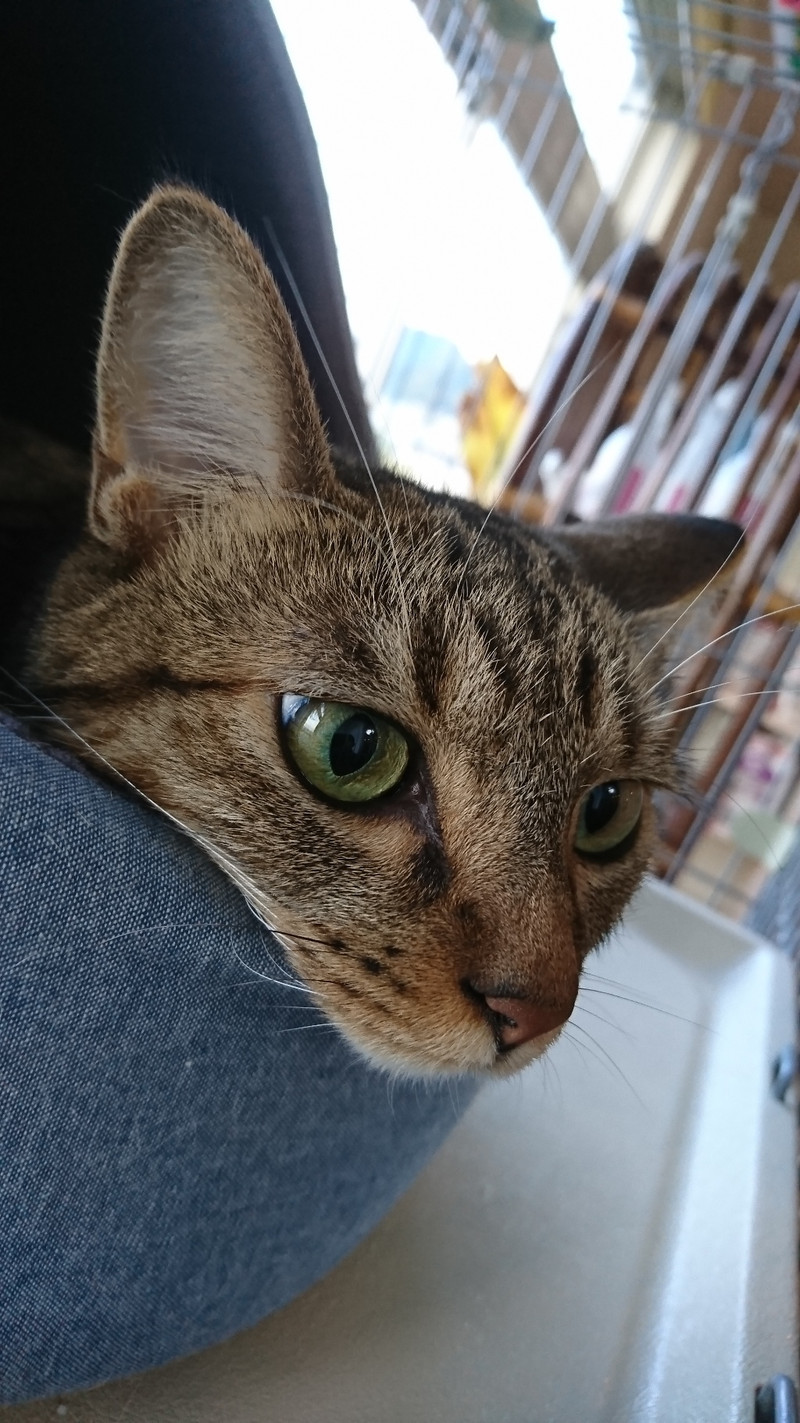 狆の小梅ちゃん&猫のそばちゃん&しおちゃん お泊まりの様子