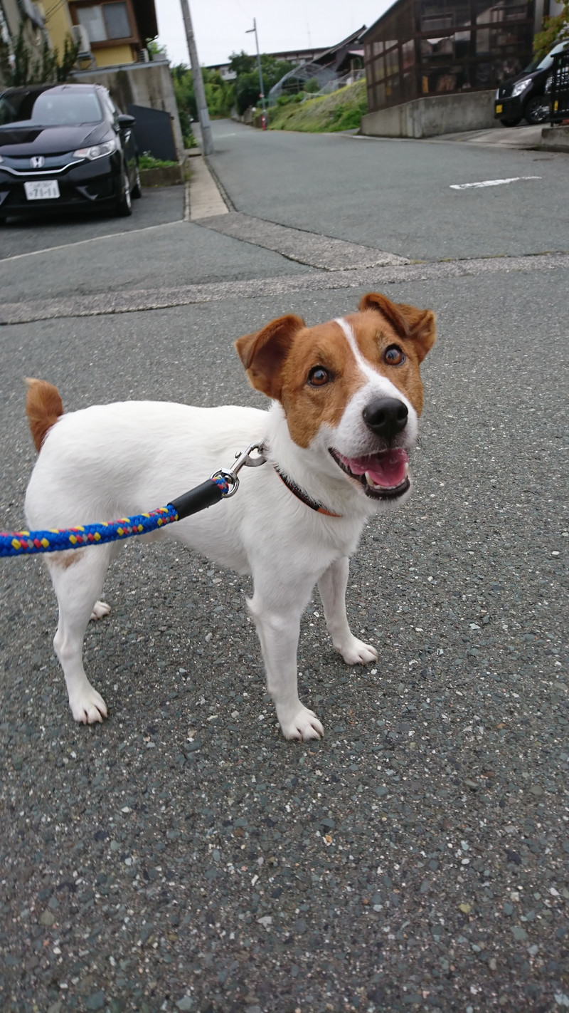 ジャックラッセルのマロンちゃん お泊まりの様子