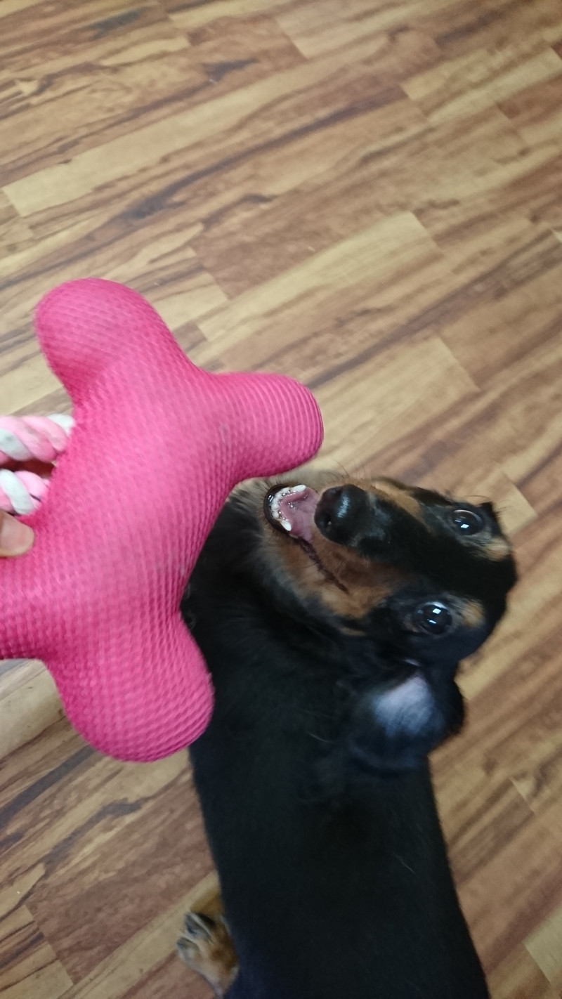 ダックスのチョコちゃん お泊まりの様子