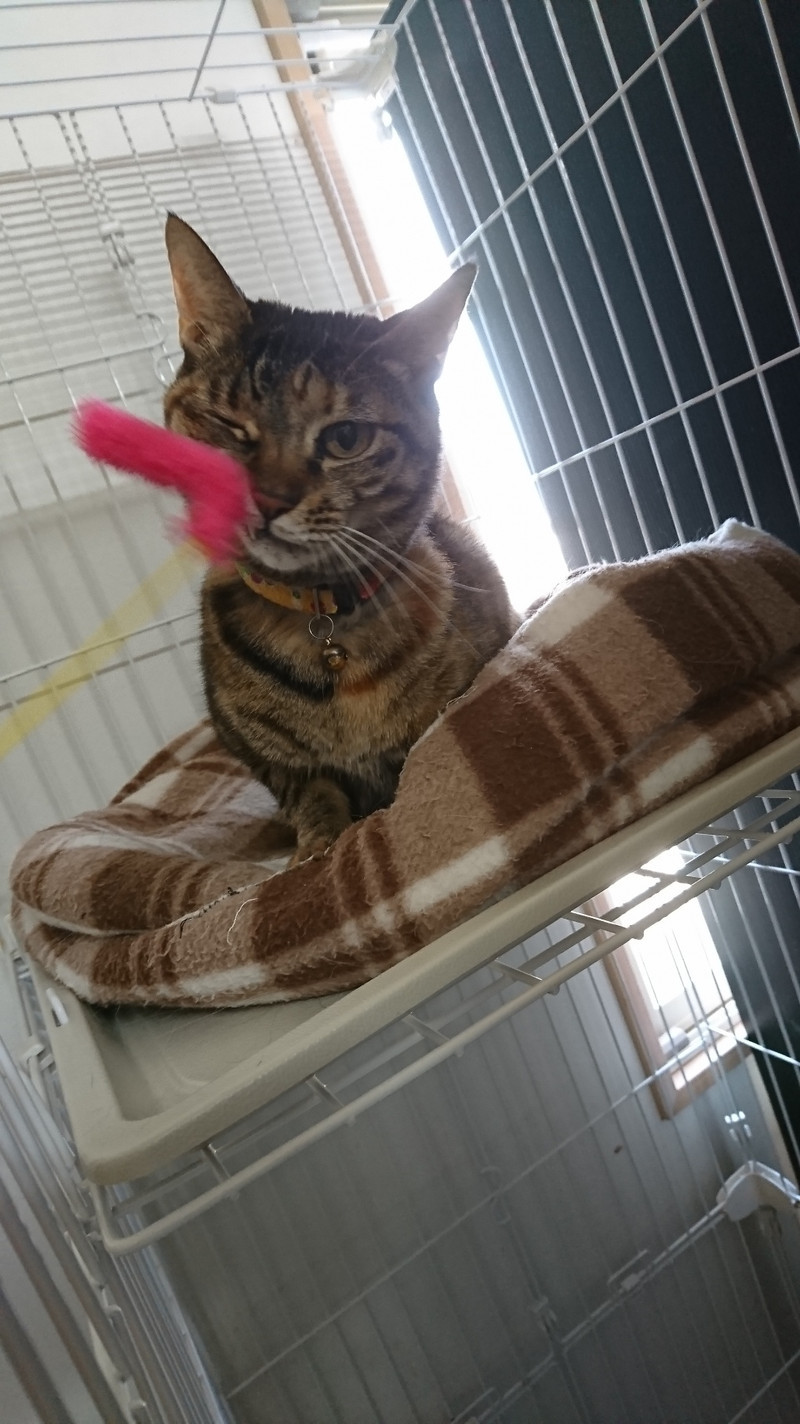 狆の小梅ちゃん&猫のそばちゃん&しおちゃん お泊まりの様子