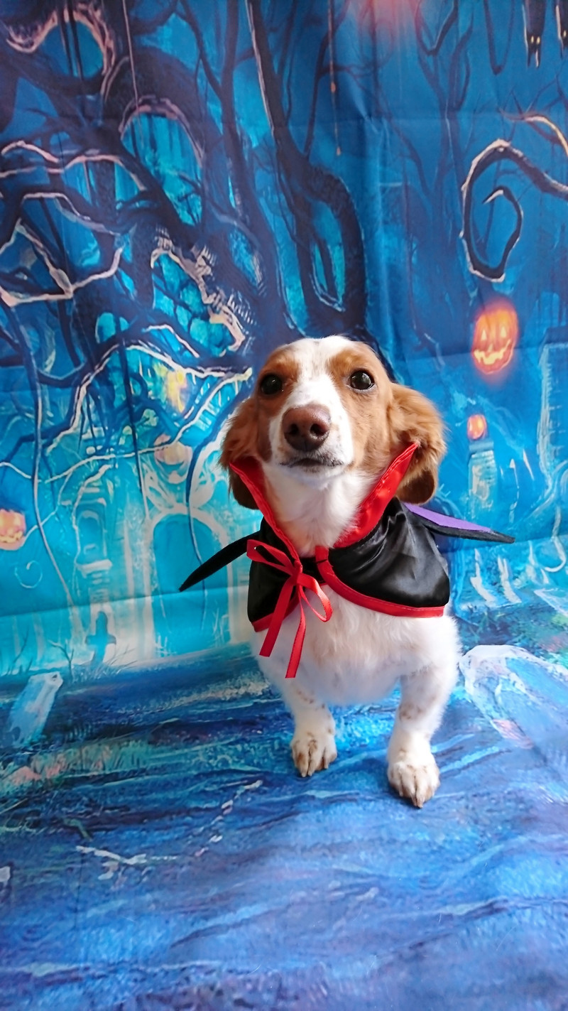 ダックスのひまわりちゃん グルーミングコース