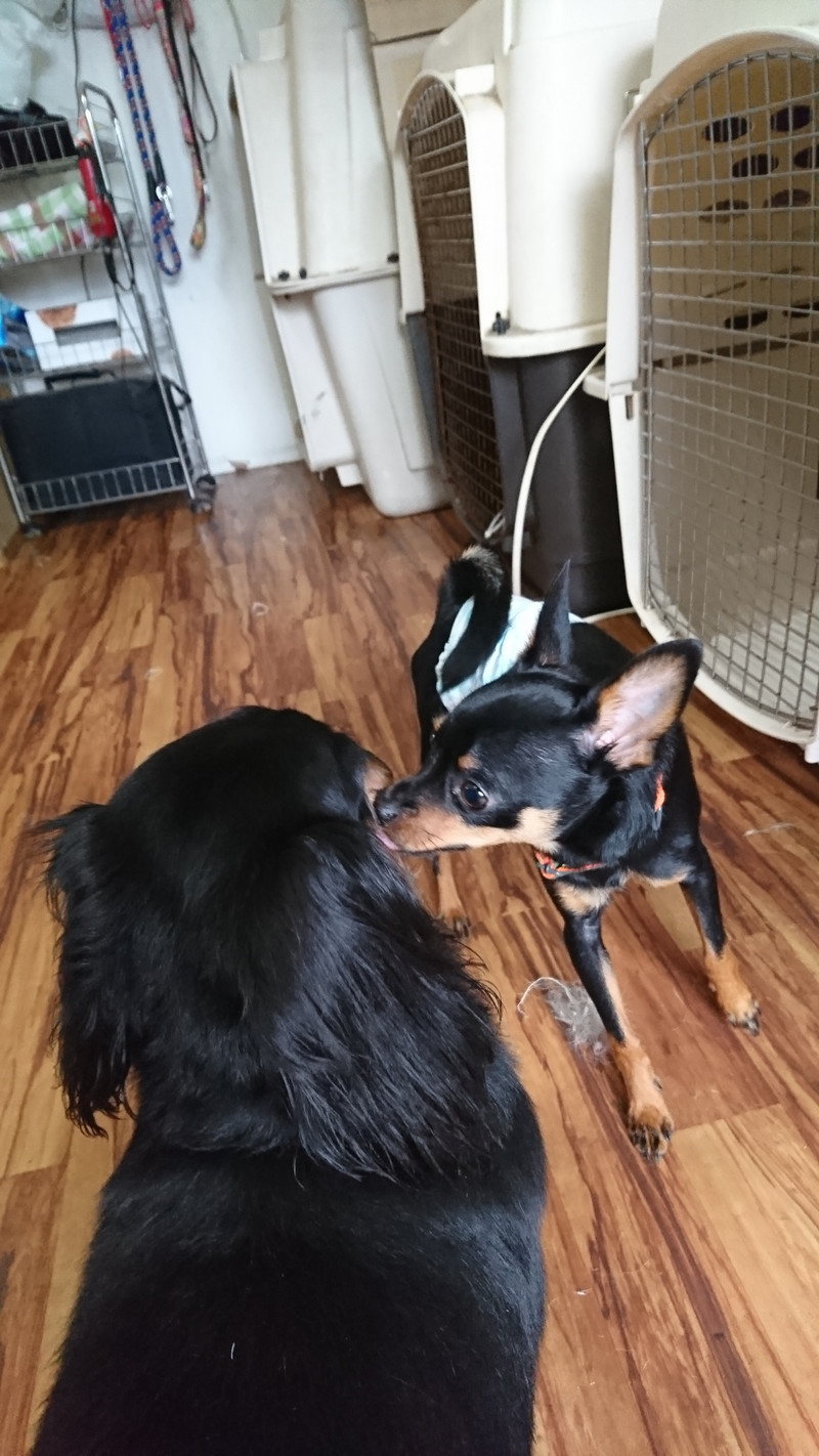 チワワ×ミニピンのジェダイちゃん お泊まりの様子