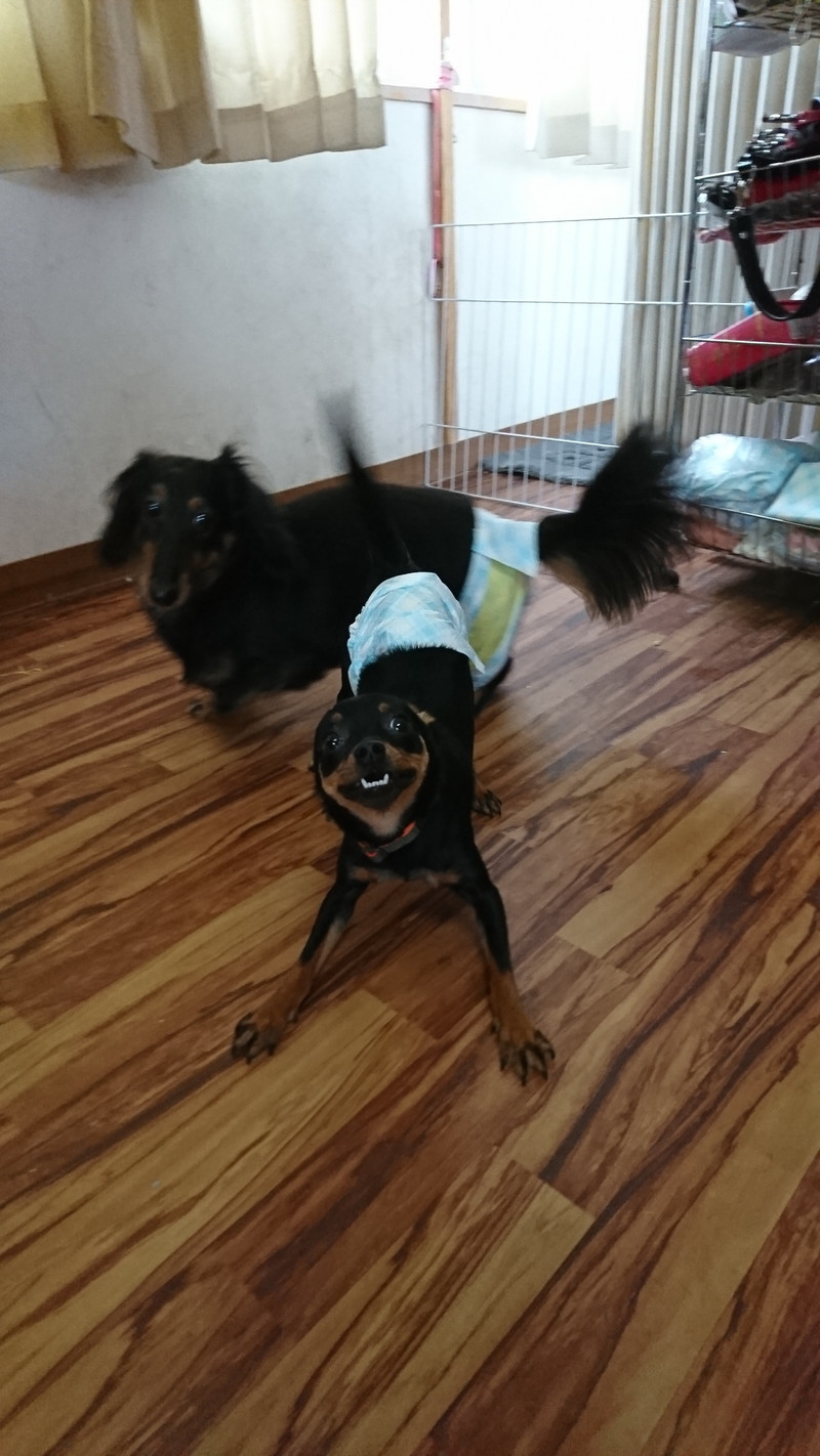 チワワ×ミニピンのジェダイちゃん お泊まりの様子