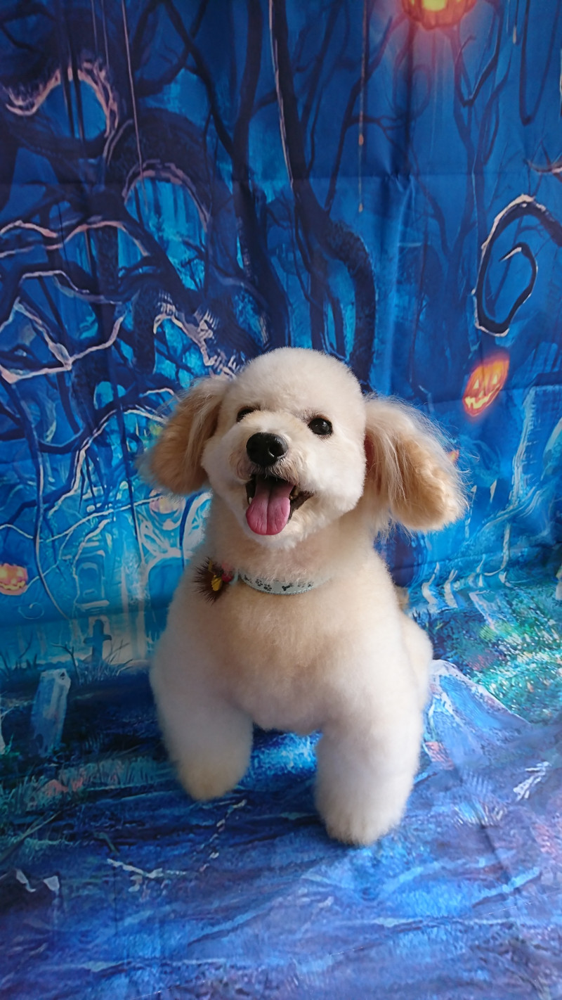 プードルのりゅうちゃん シャンプーコース 部分カット