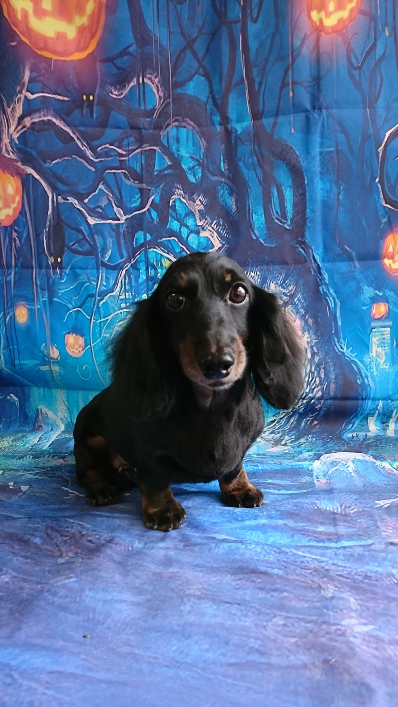 ダックスのすももちゃん トリミングコース デンタル