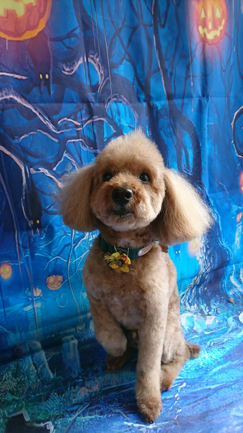 プードルのマロンちゃん トリミングコース