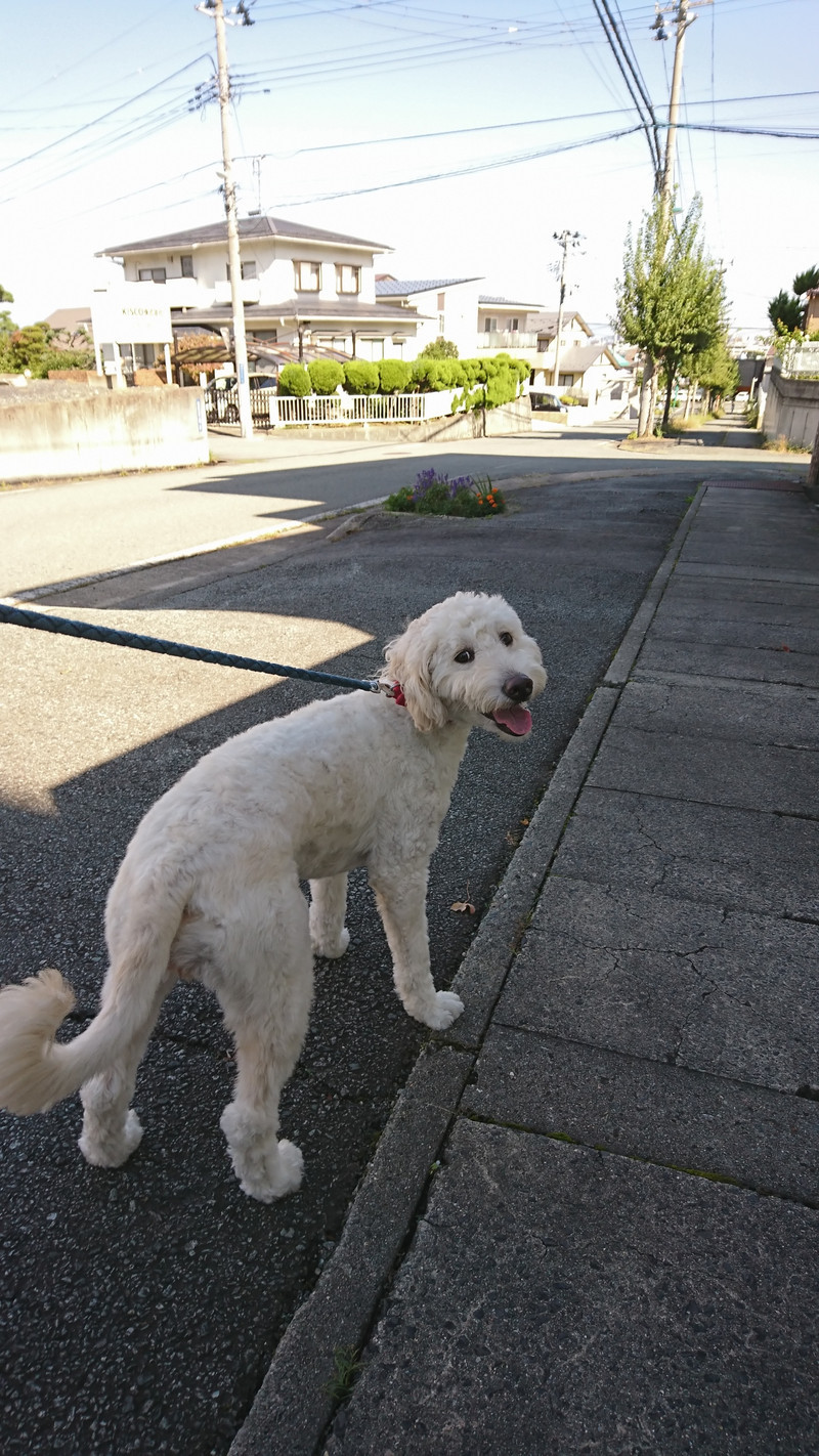 ゴールデン×スタンダードプードルの花ちゃん お泊まりの様子