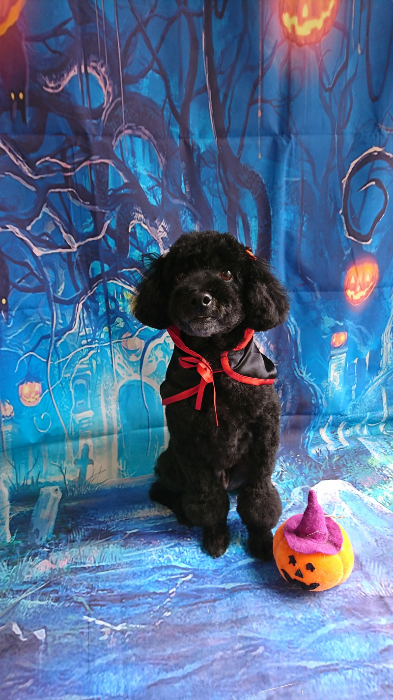 プードルのクールちゃん トリミングコース