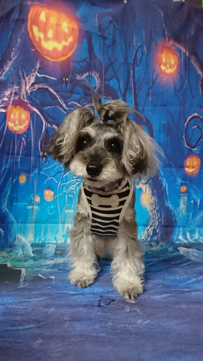 シュナウザーのムーンちゃん お爪切り 部分カット