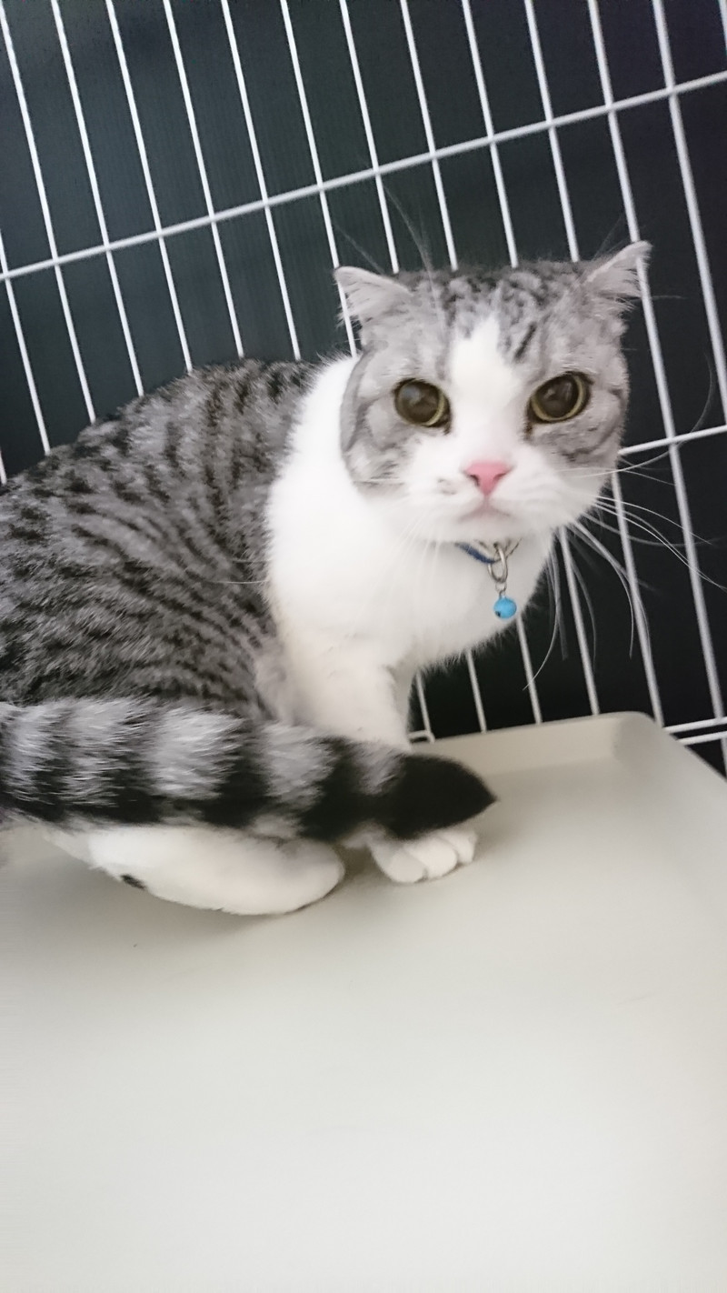 猫のチャミちゃん&チャオちゃん お泊まりの様子