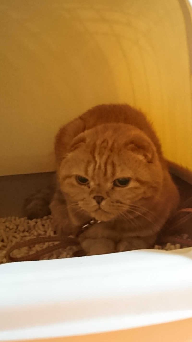 猫のチャミちゃん&チャオちゃん お泊まりの様子