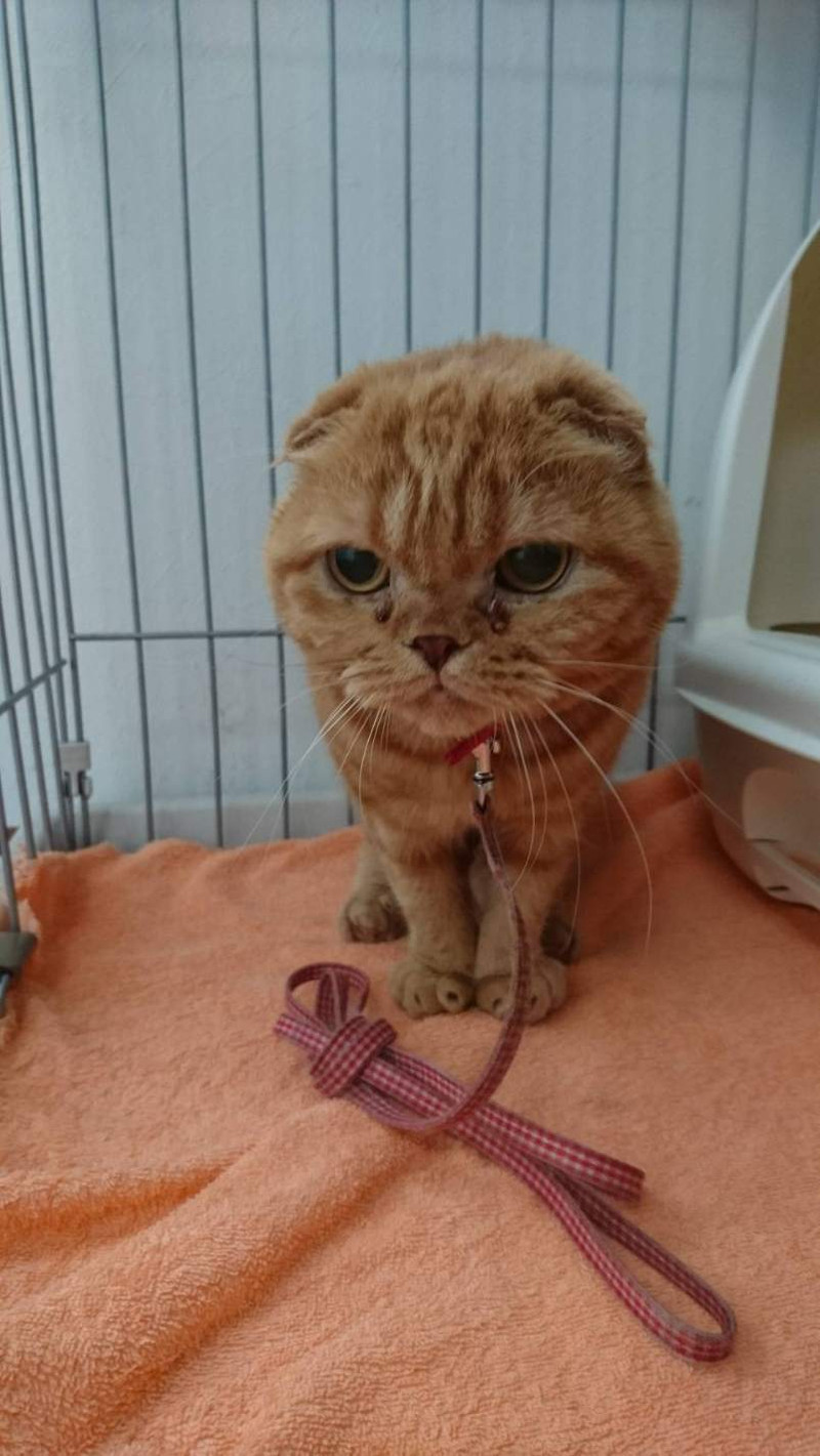 猫のチャミちゃん&チャオちゃん お泊まりの様子