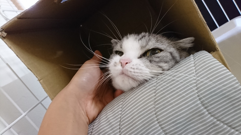 猫のチャミちゃん&チャオちゃん お泊まりの様子