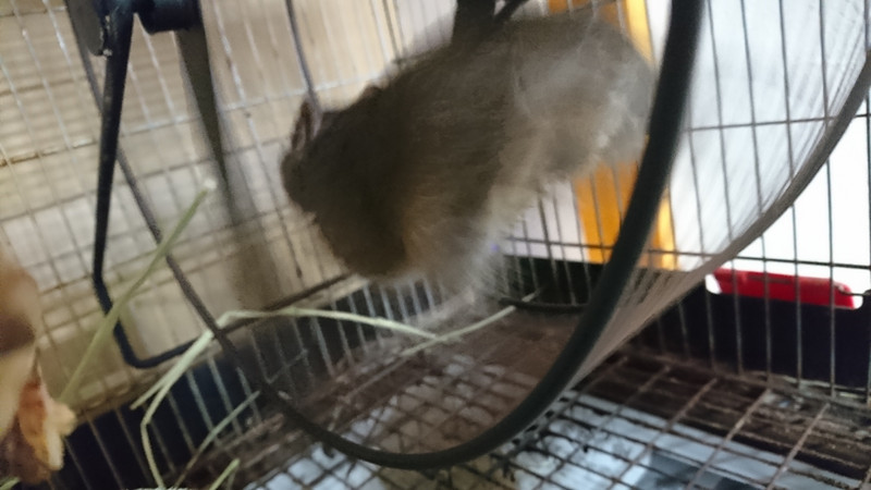 デグーのもんちゃん お泊まりの様子