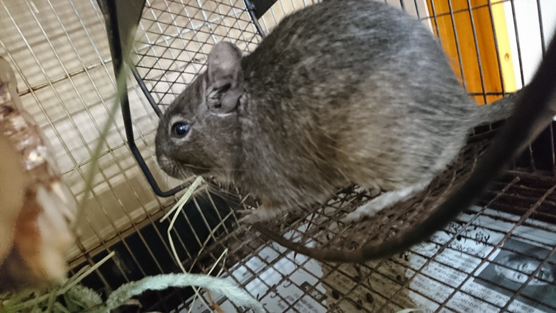 デグーのもんちゃん お泊まりの様子