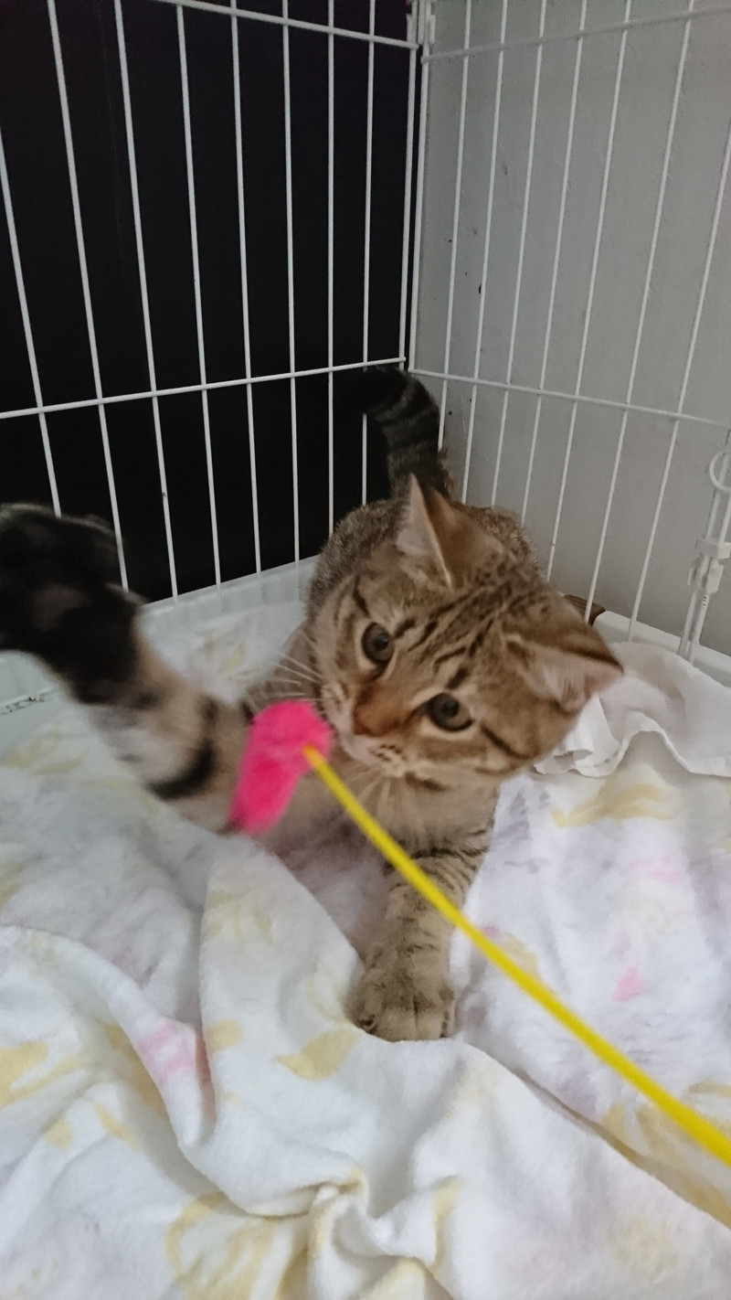 ミヌエットのみぬたろちゃん お泊まりの様子