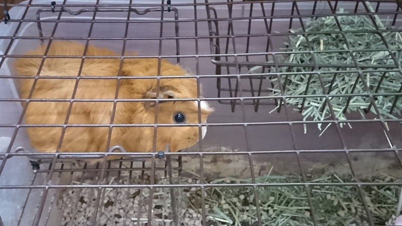 モルモットのジェイムズちゃん お泊まりの様子