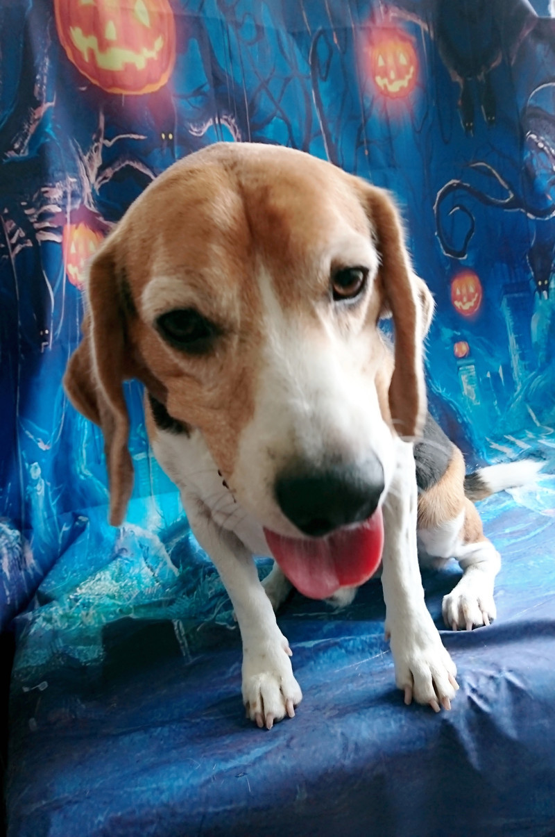 ビーグルのえるちゃん お爪切り