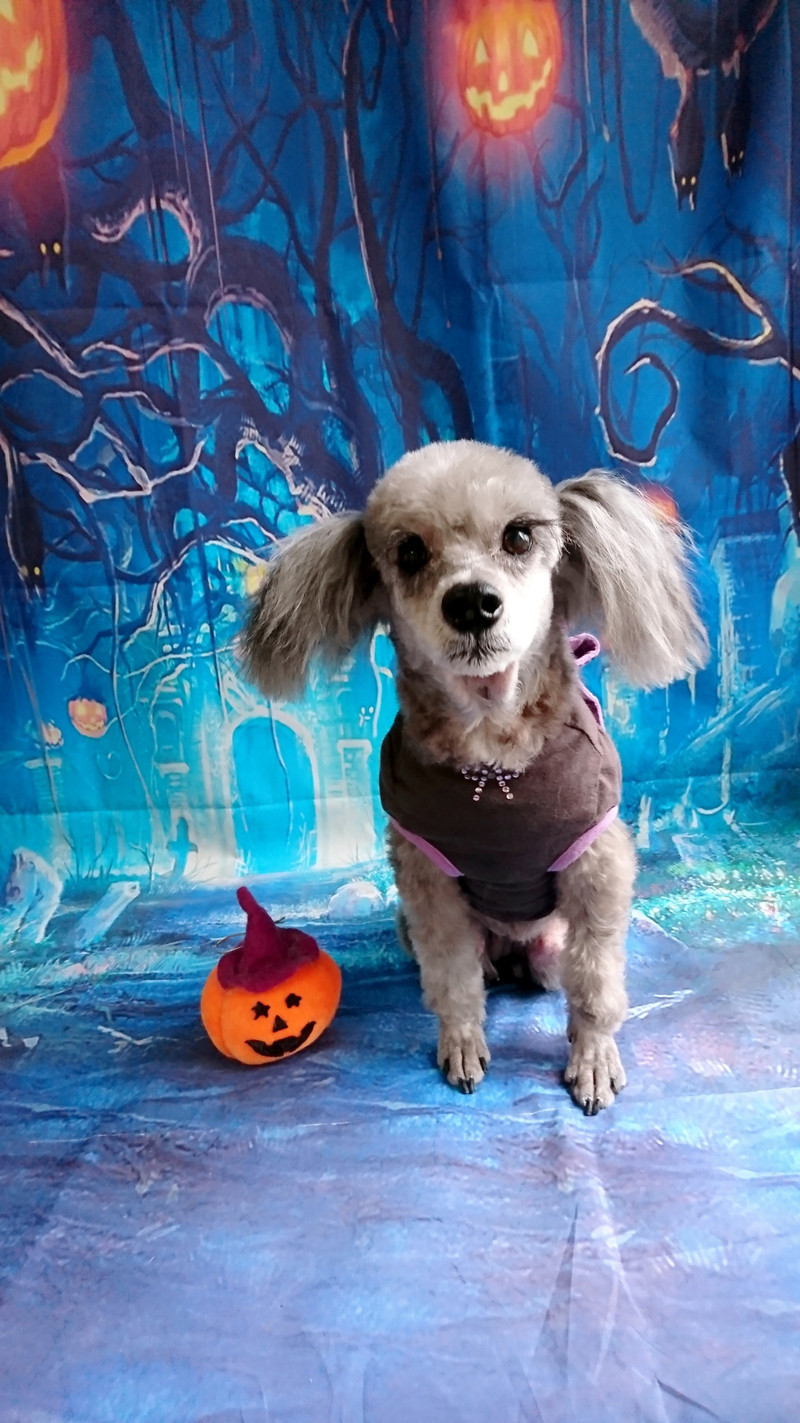 プードル×シュナウザーのルナちゃん トリミングコース