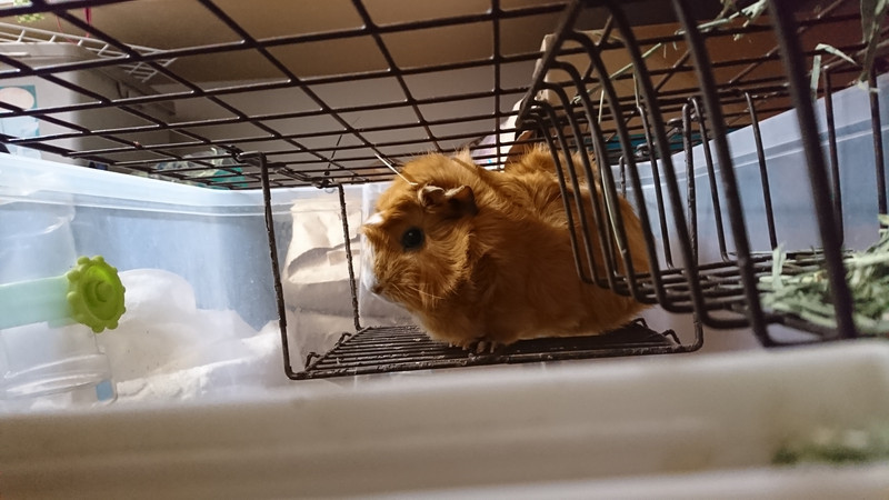 モルモットのジェイムズちゃん お泊まりの様子