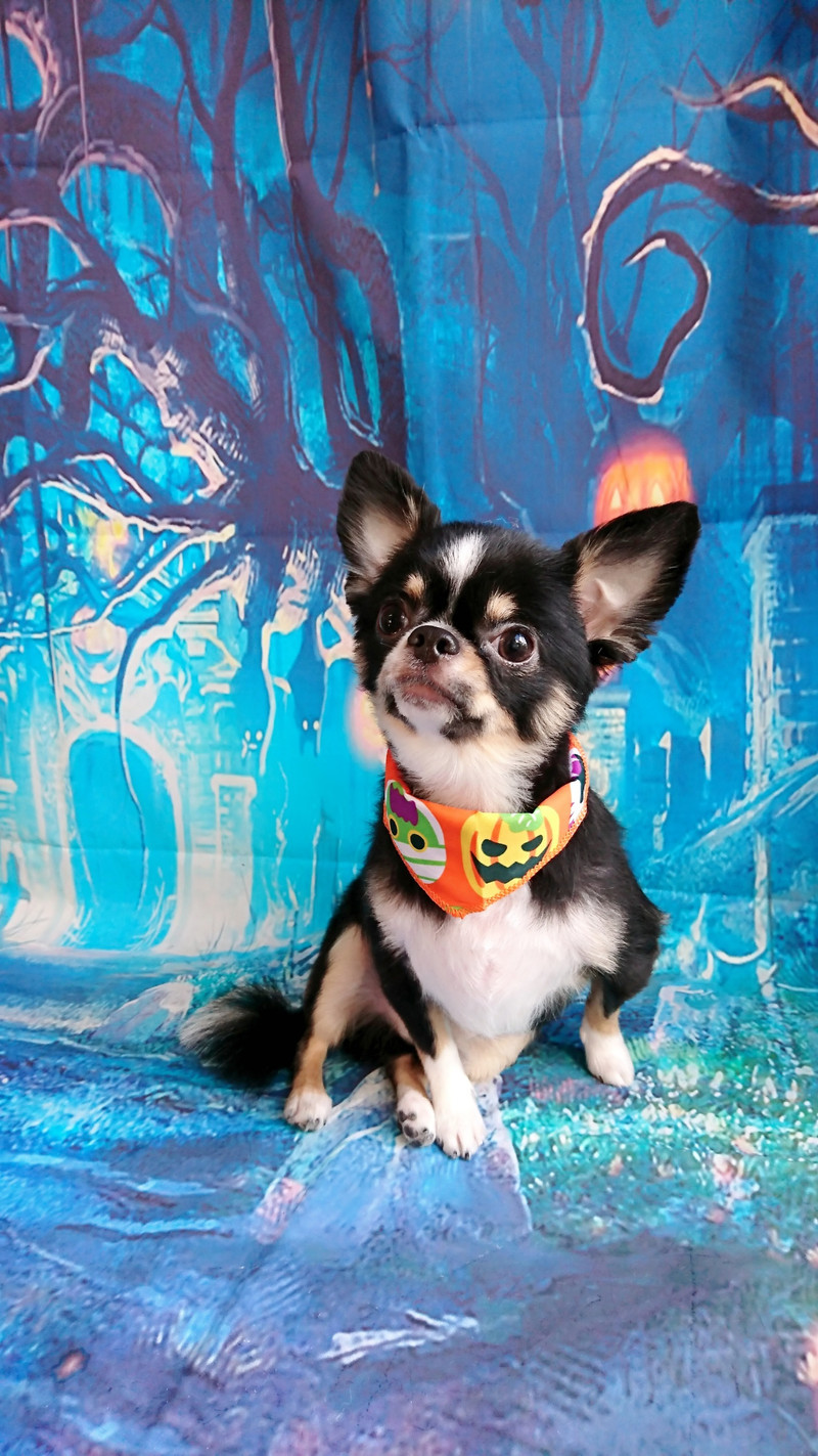 チワワのこはくちゃん トリミングコース