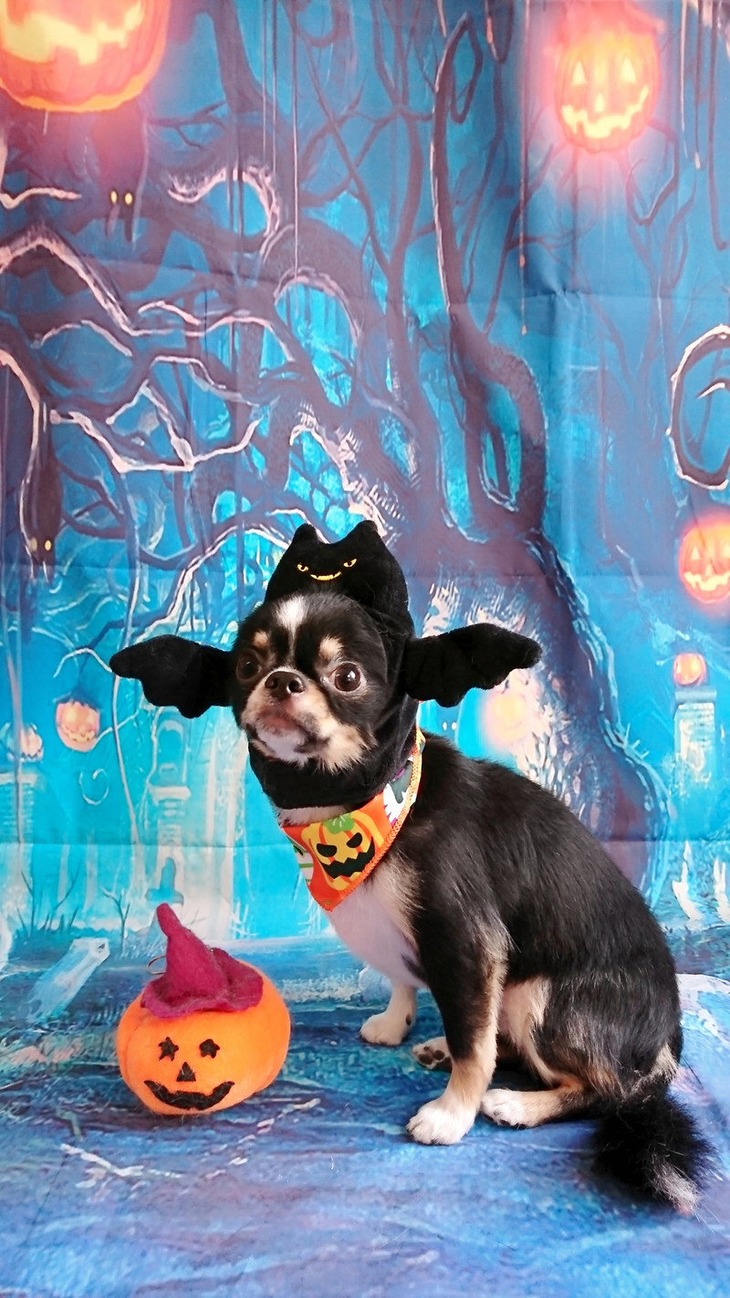 チワワのこはくちゃん トリミングコース