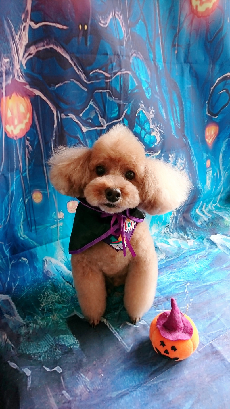 プードルの遼馬ちゃん&慎太郎ちゃん トリミングコース デンタル