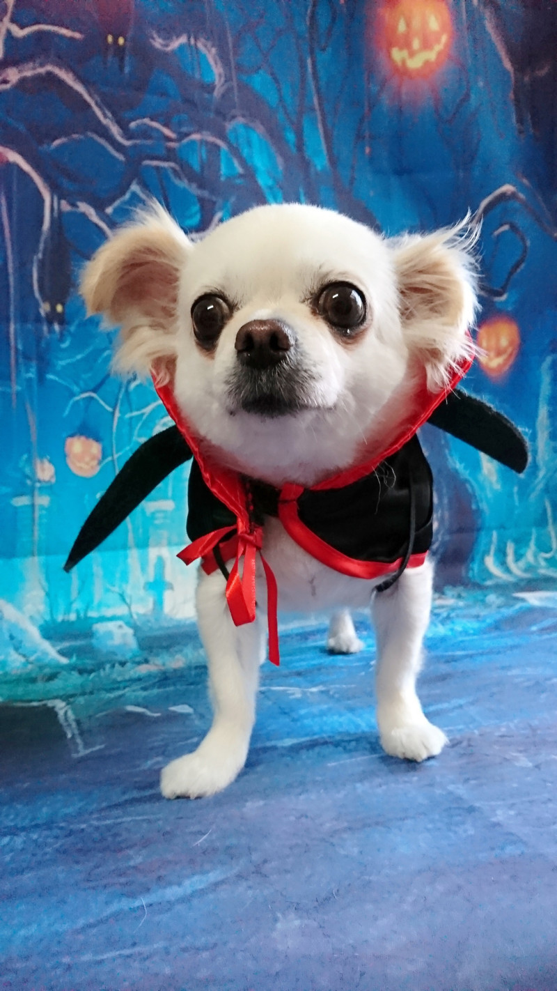 チワワのジョックちゃん お爪切り