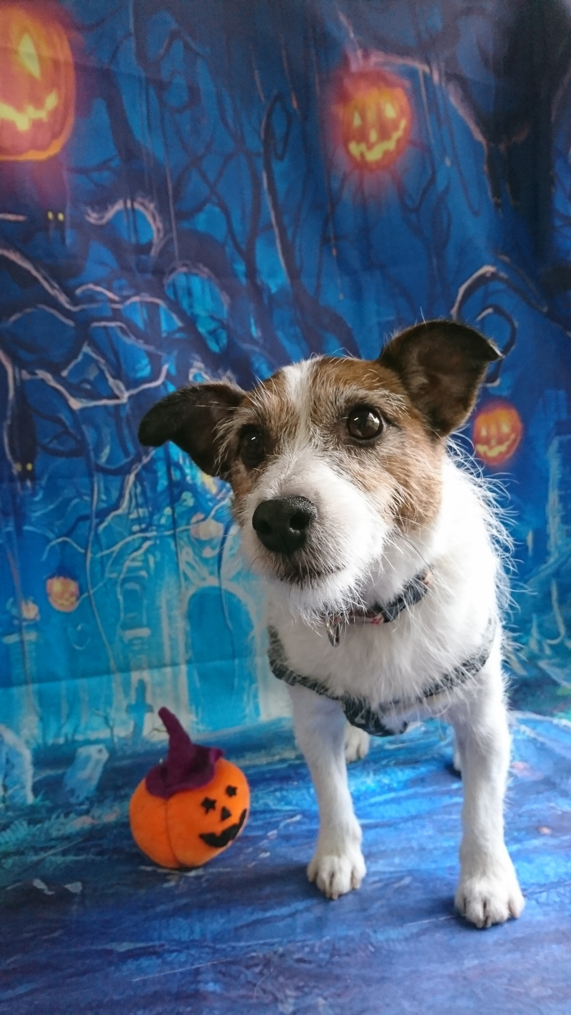 ジャックラッセルのハナちゃん グルーミングコース 部分カット