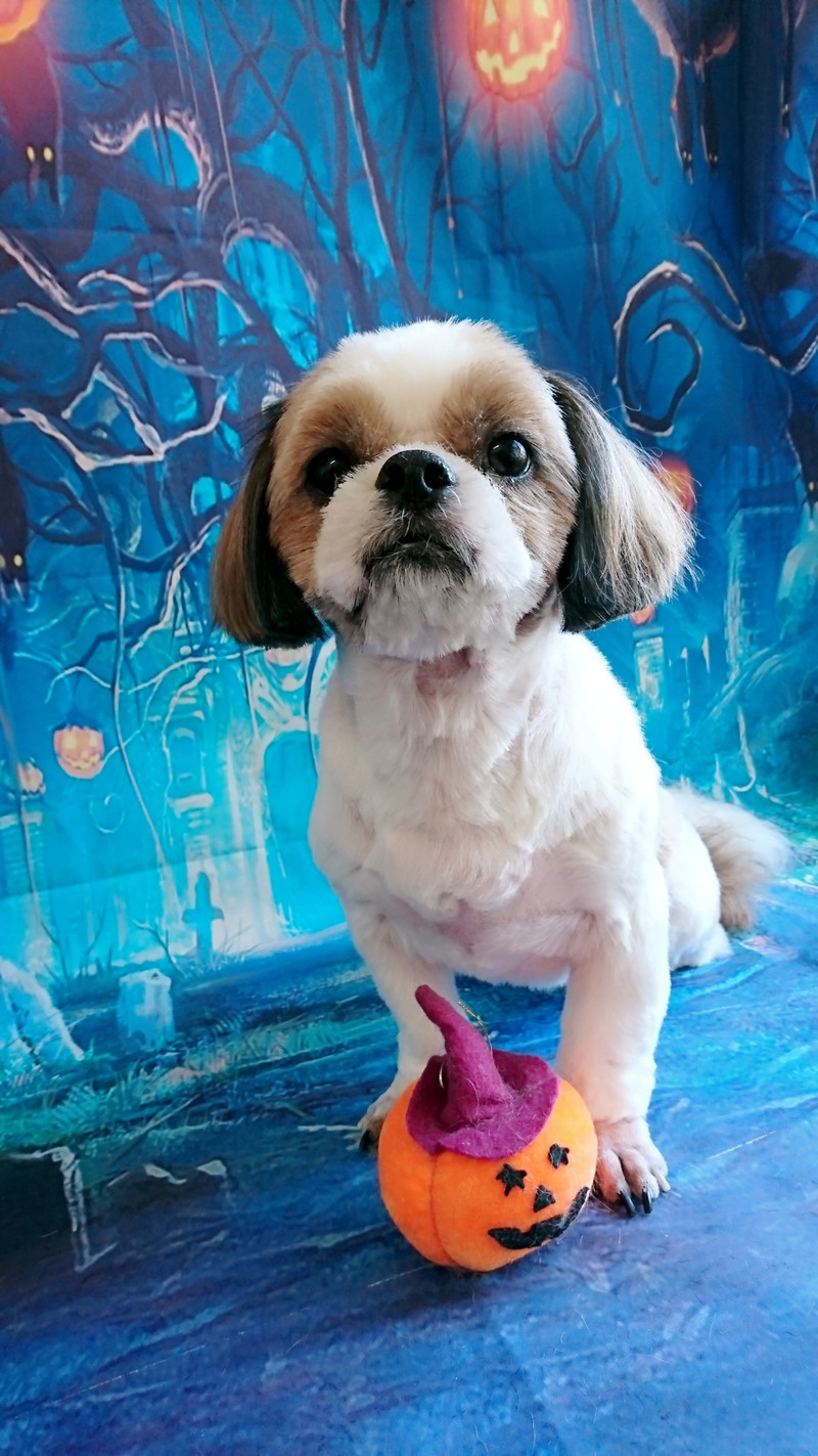 シーズーの空太ちゃん トリミングコース