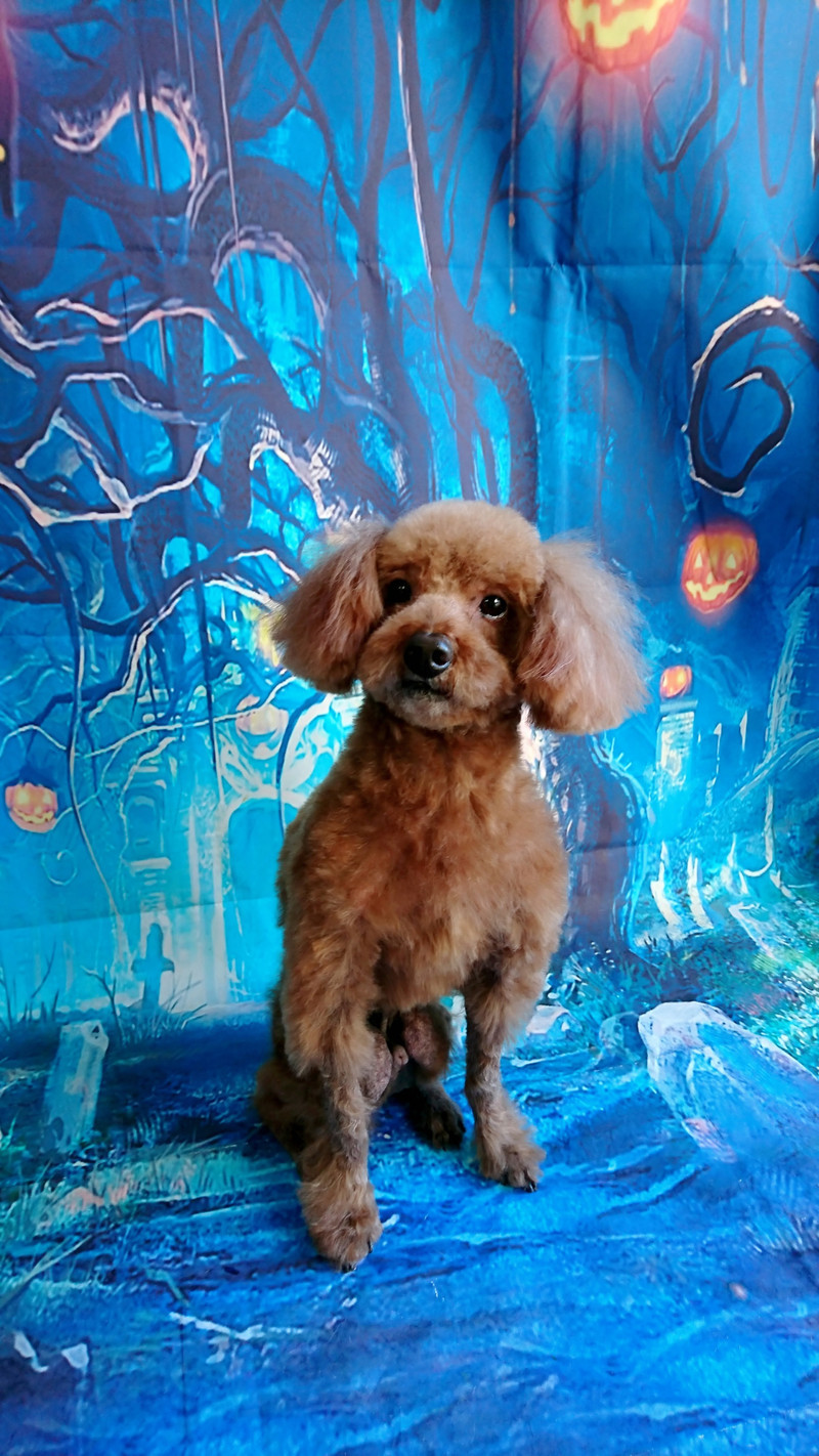 プードルののアルフちゃん トリミングコース