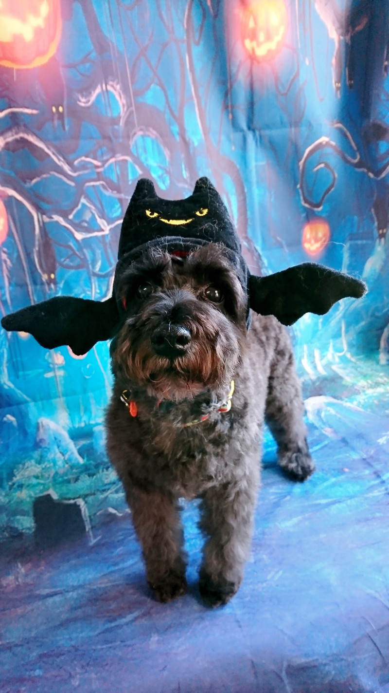 シュナウザーのヂヂちゃん グルーミングコース デンタル