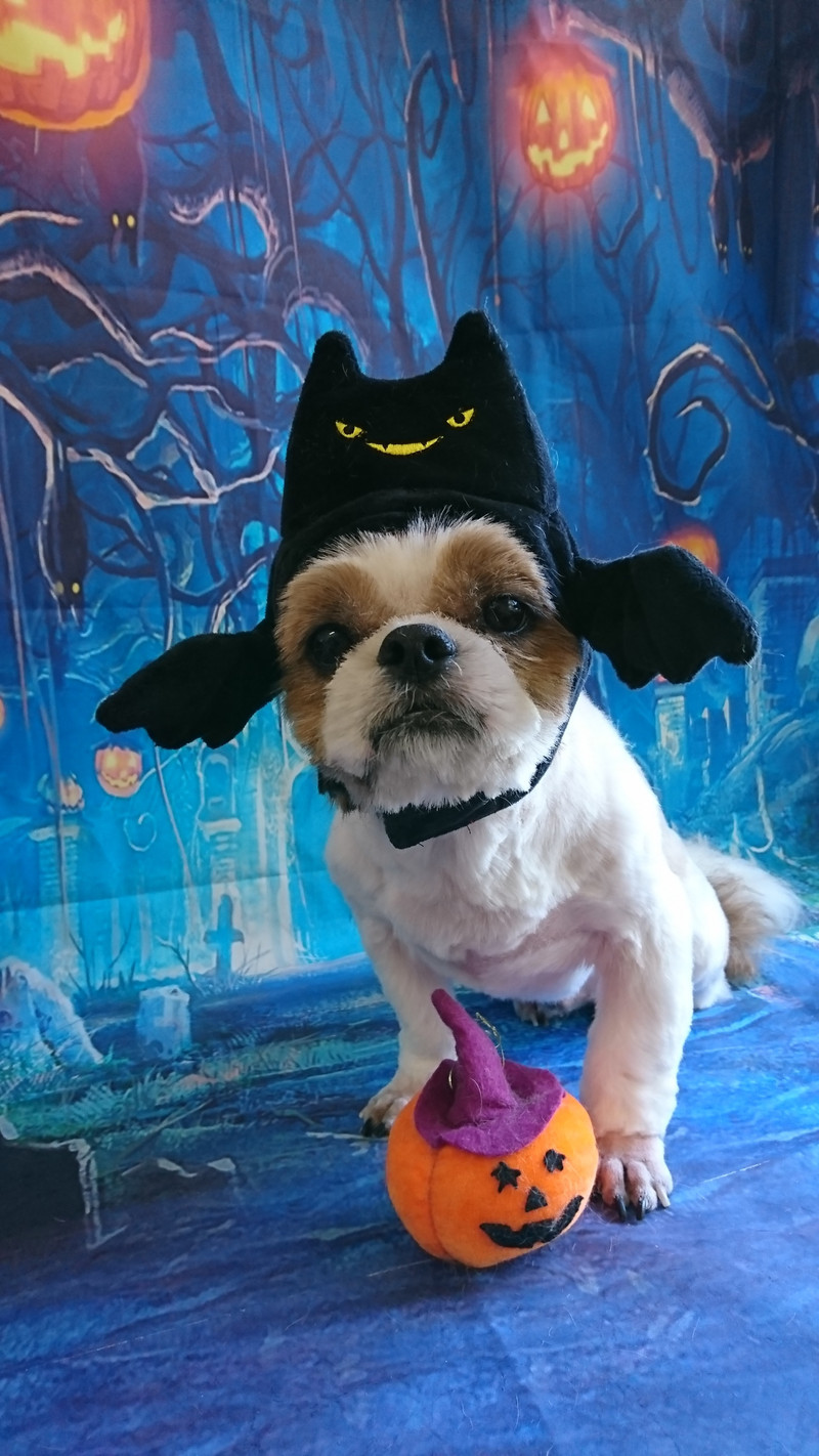 シーズーの空太ちゃん トリミングコース